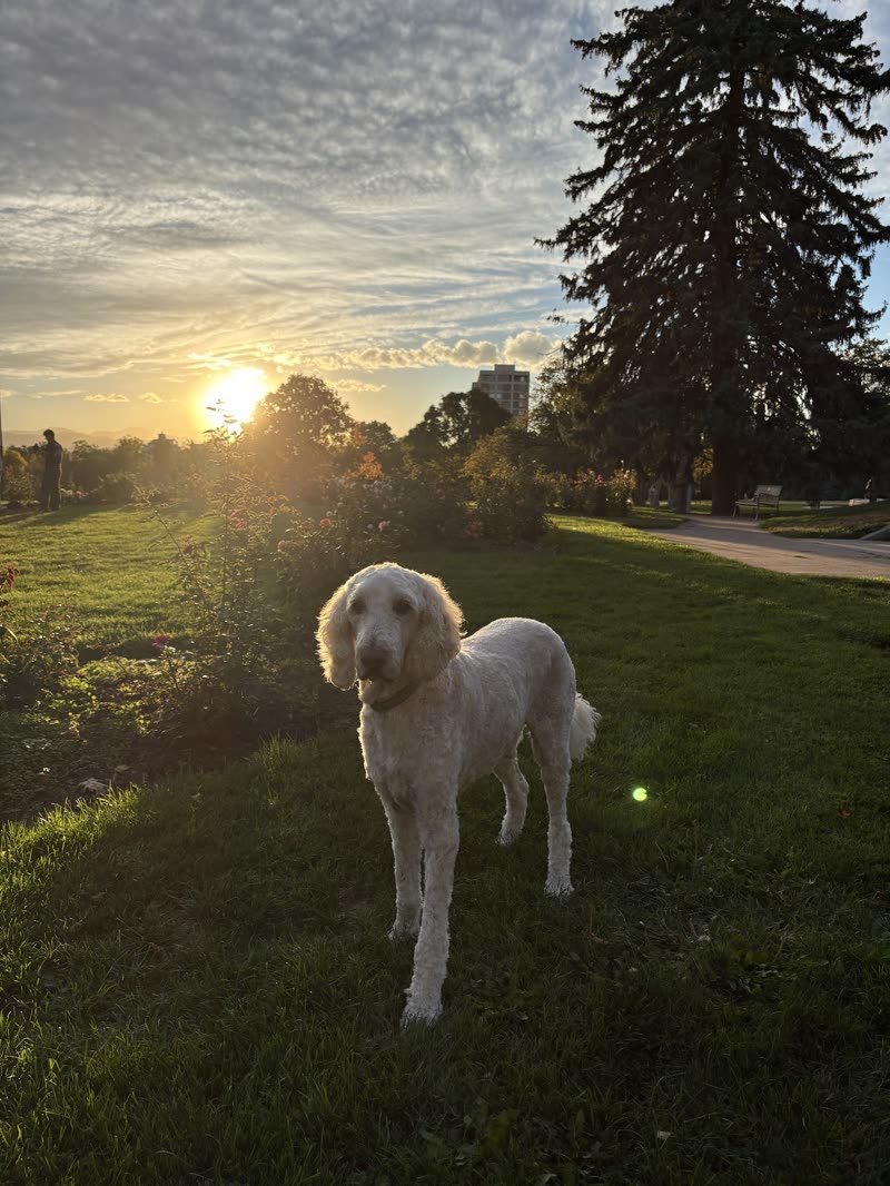 A pale standard poodle in a park at sunset with a tennis ball on the grass